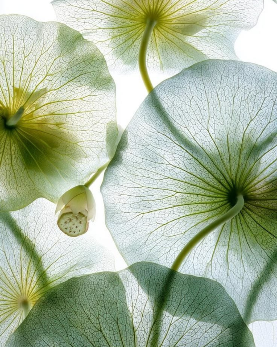 Feuilles de lotus translucides en contre-jour, nervures vertes et bleutées sur fond clair